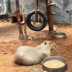 -Zoolung Zoolung动物主题公园(海信广场店)