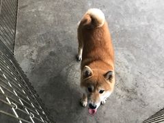 -柴犬高等学院·狗咖·柴犬售卖·宠物训练