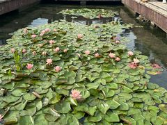 -天鹅湖体育公园