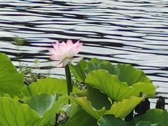 -荔湾湖公园