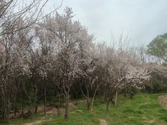 -昆山城市生态森林公园