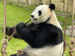 -上海野生动物园