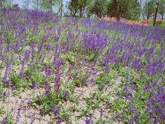 -汉长安城未央宫国家考古遗址公园