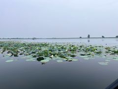 -白洋淀景区