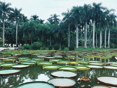 -中国科学院西双版纳热带植物园