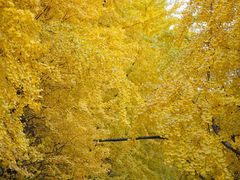 -四川大学(华西校区)