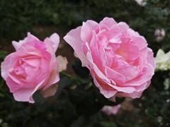 -东莞植物园