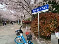 -高东镇樱花园
