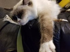 -猫色咖啡·猫咖
