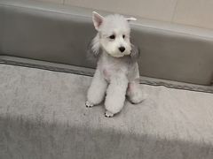 -安安宠医宠物医院·异宠·犬猫内科(岳阳分院)