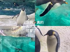 -珠海长隆海洋王国