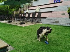 -汪说喵讲宠物乐园宠物酒店(红星美凯龙店)