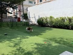 -Dog in Town Ekkamai