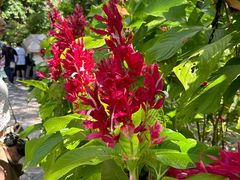 -中国科学院西双版纳热带植物园