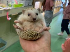-藦茜花园宠物主题亲子互动体验馆(国顺东路店)