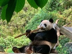 -广州长隆野生动物世界