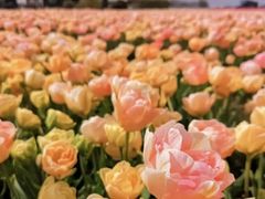 -荷兰花海