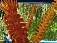 -重庆海昌加勒比海水世界