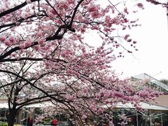 -库肯霍夫公园