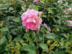 -人民公园(罗湖区)