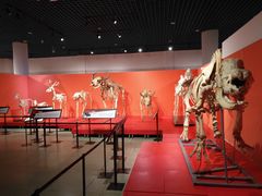 -国家自然博物馆