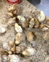 -神奇动物撸宠馆·羊驼·小浣熊·异宠(豫园店)