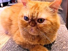 -more than meow吴止猫主题餐厅(承德 中船汇店)