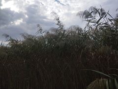 -梁鸿国家湿地公园