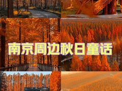 -东台黄海森林公园