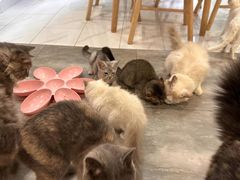 -楼上猫咖(罗湖店)