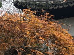 -秋霞圃