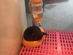 -1013 PET SHOP 宠物商店(近铁城市广场店)