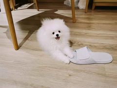 -宠爱多约克夏马尔济斯泰迪小型犬专卖