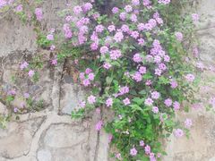 -王借岗森林公园