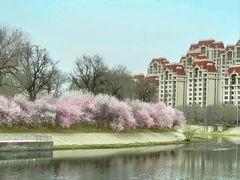 -桃花堤公园
