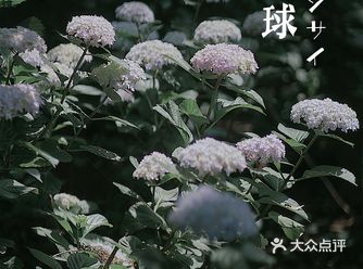 好像所有的美好都发生在夏天无尽夏开