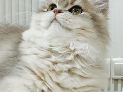 -三花喵·撸猫购宠·宠物生活馆(虹桥南丰城店)