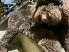 -more than meow吴止猫主题餐厅(承德 中船汇店)