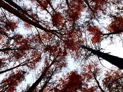 -东湖落雁景区