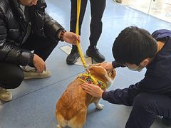 -顺强宠物诊所·狂犬免疫·夜诊·骨科(嘉定店)