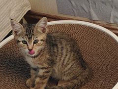 -艾贝尔宠物医院·24H转诊中心·肿瘤猫专科(江宁双龙店)