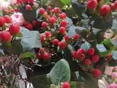 -卓花境Flowerwonderland花店