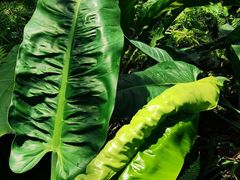 -国家植物园南园