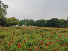 -上海滨江森林公园