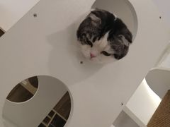 -猫域·湾主题猫咖·宠物吧(南坪城市广场店)