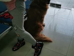-申普宠物医院·眼科·心内科·影像科(普陀分院)