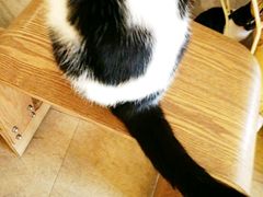 -猫咖时代(中山亭店)