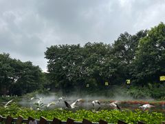 -广州长隆飞鸟乐园