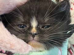 -楼上猫咖(罗湖店)