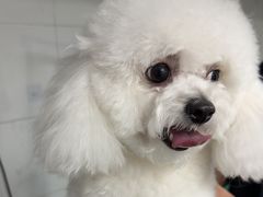 -艾贝尔宠物医院 ·中兽医·宠保定点(北门桥店)